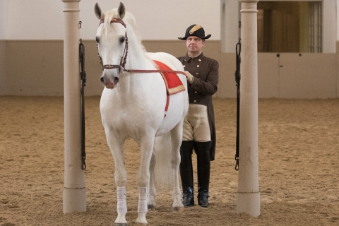Performance Of The Lipizzans At Spanish Riding School Performance Ticket: Gallery 1 - Long Side Seats