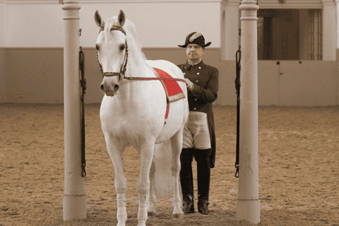 Performance Of The Lipizzans At Spanish Riding School