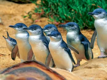 Phillip Island: Im Reich der Pinguine, Kängurus und Koalas Phillip Island: Im Reich der Pinguine, Kängurus und Koalas