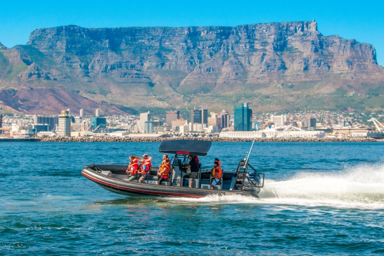 Cape Town Ocean Safari: aventure en bateau rapide à Table BayVisite d'une heure