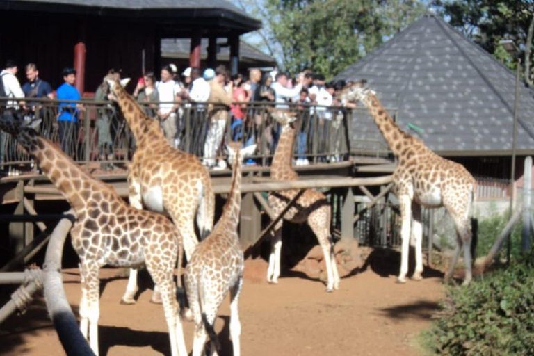 Safariwandeling in Nairobi en dagtour door het Giraffencentrum