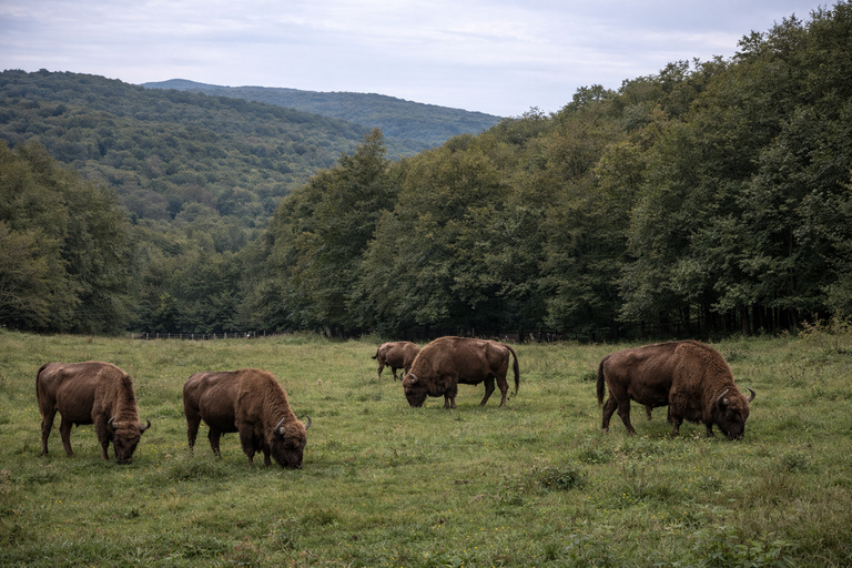 Brasov: Corvin Castle & Hateg Bison Reserve Day Trip