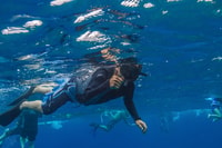South Maui, Lanai Splandel & Dolphin Watch de Maalaea - Housity