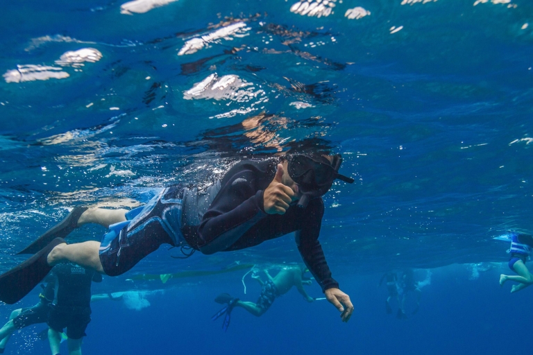 Maui: Delfin-Watching- und Schnorchel-Tour ab Lāhainā