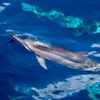 Fra Lahaina, Maui: Delfin- og snorklesafari til Lanai