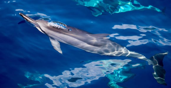 Maui: Lanai Snorkel & Dolphin Watch with Lunch