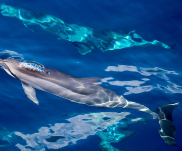 South Maui: Lanai Snorkel & Dolphin Watch from Maalaea