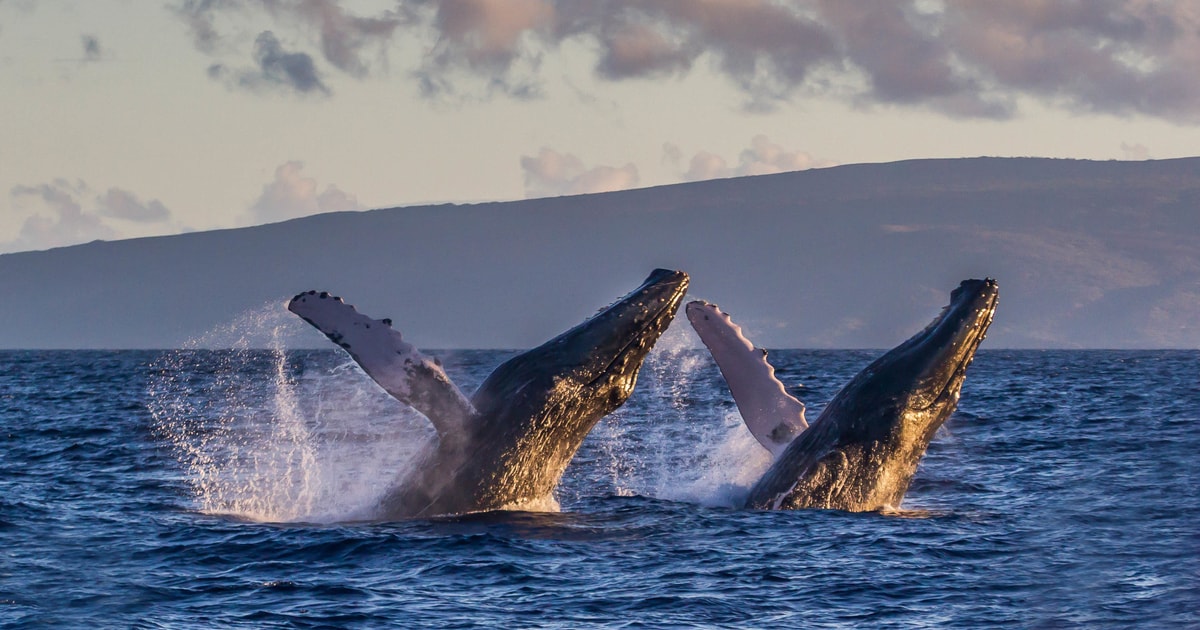 Maui: Eco-Friendly Whale Watching Sail from Lahaina Harbor - Lahaina