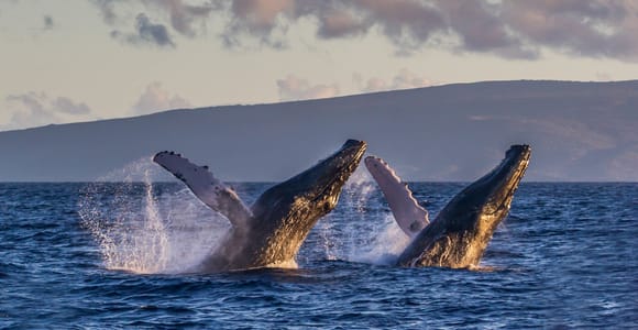 Whale Watch Sail Ma&#39;alaea