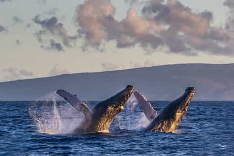 maui ecofriendly whale watching sail from lahaina harbor