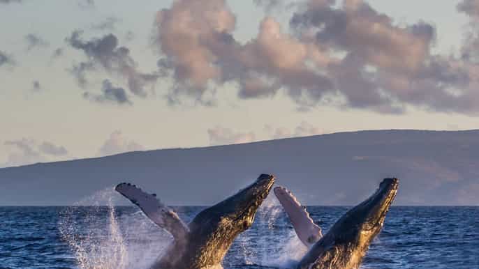 maui ecofriendly whale watching sail from lahaina harbor