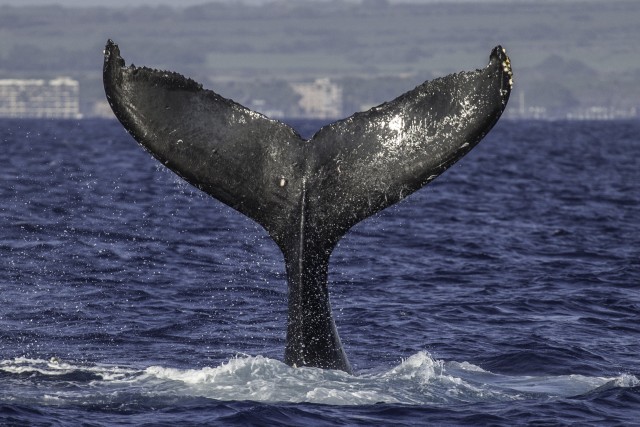 Visit Maui: Vela de luxo para observação de baleias e almoço no porto de Ma`alaea in Maui