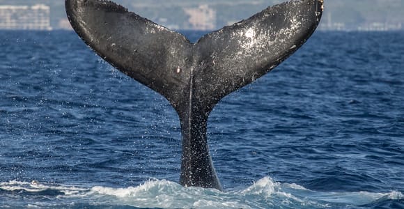 Maui: Deluxe Whale Watch Sail & Lunch from Ma`alaea Harbor