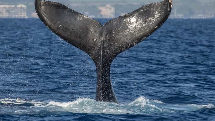 maui avistamiento de ballenas de lujo con almuerzo