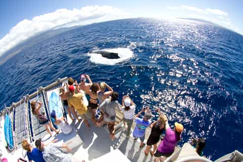 Maui: Eco-Friendly Whale Watch Boat Cruise from Lahaina