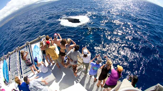 maui ecofriendly whale watch boat cruise from lahaina
