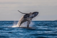 Maui, gira de observación de ballenas ecológicas desde Ma'alaea Harbour - Housity