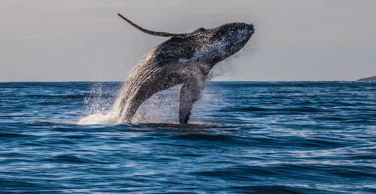 Maui: Eco-Friendly Whale Watching Tour from Ma'alaea Harbor | GetYourGuide