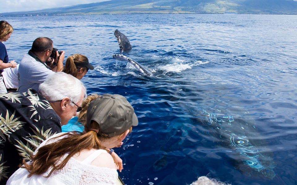 Maui : Excursion écologique d&#039;observation des baleines depuis le port de Ma&#039;alaea