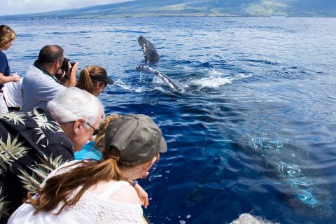 Maui: Eco-Friendly Whale Watching Tour from Ma'alaea Harbor