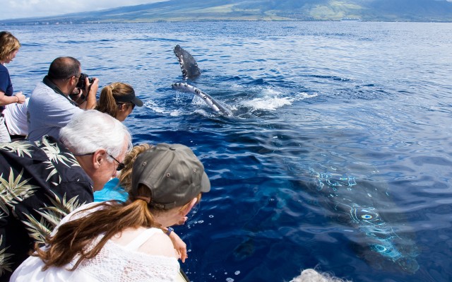 Visit Maui Eco-Friendly Whale Watching Tour from Ma'alaea Harbor in Maui