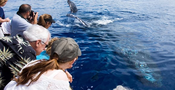 Maui: Eco-Friendly Whale Watching Tour from Ma&#39;alaea Harbor