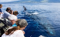 Maui, Eco-Friendly Whale Watching Tour from Ma'alaea Harbor - Housity