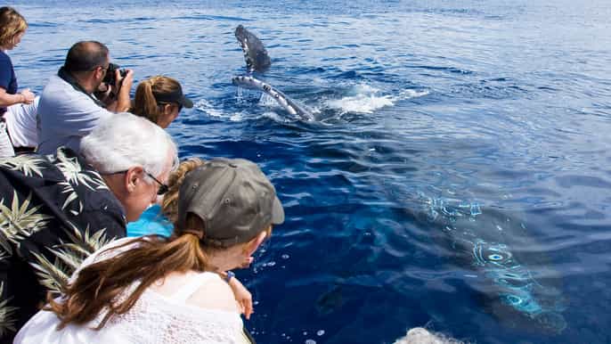 maui ecofriendly whale watching tour from maalaea harbor