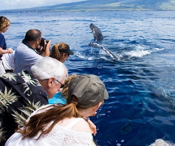 Maui: Eco-Friendly Whale Watching Tour from Ma'alaea Harbor