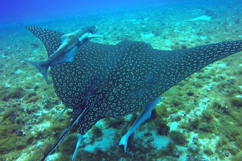 Z Cancun i Riviera Maya: Cozumel Snorkeling Tour
