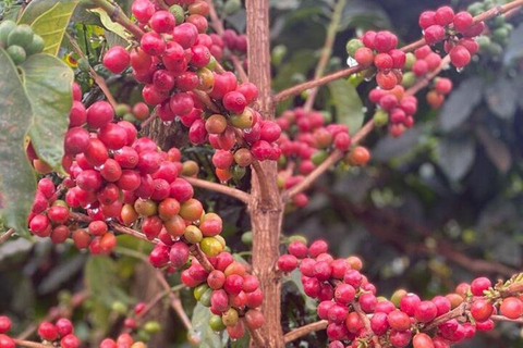 Nairobi: Half day Coffee Farm tour with a local guide