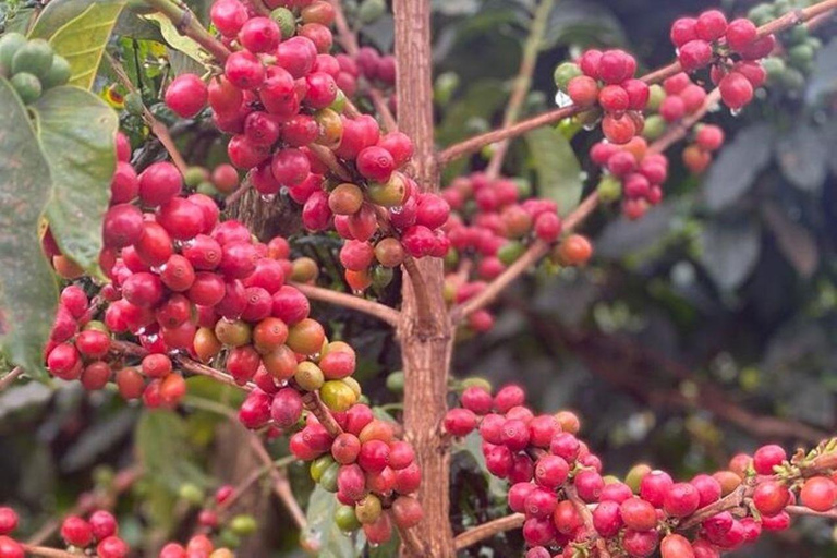 Nairobi: Half day Coffee Farm tour with a local guide
