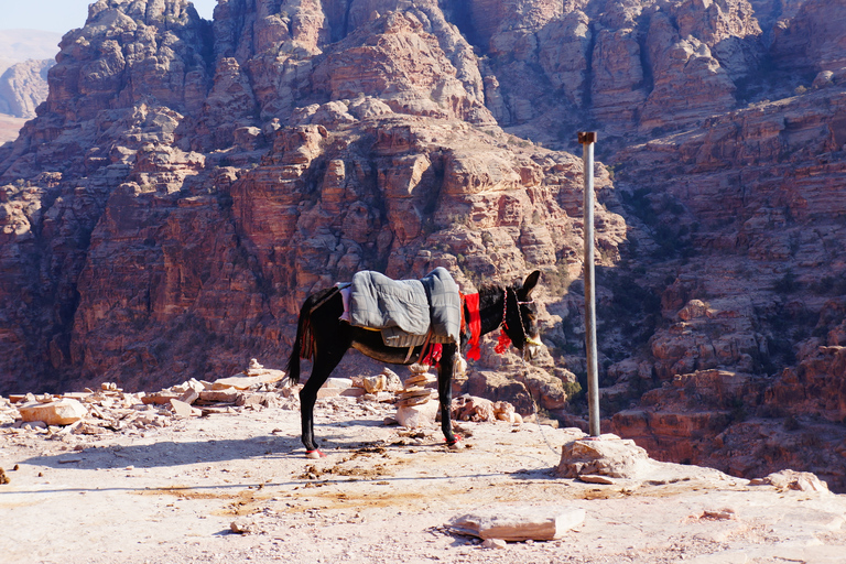 Excursión de un día a Amman King's Way a PetraOpción estándar