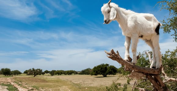 Agadir or Taghazout: Goats on Trees and Crocoparc with Pickup