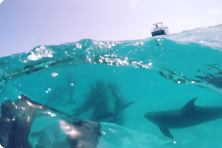 Key West : observation des dauphins et snorkeling guidée avec Honest EcoKey West : observation des dauphins et snorkeling guidé avec Honest Eco