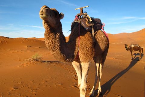 Zagora Sahara Desert Overnight Trip from Ouarzazate