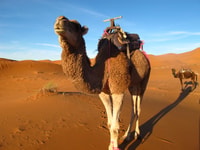 Zagora Sahara Wüste Übernachtung ab Ouarzazate - Hizvo