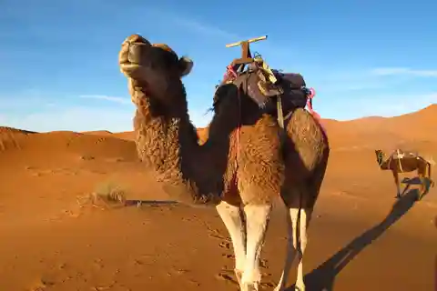 Excursión nocturna al desierto del Sahara de Zagora desde Ouarzazate