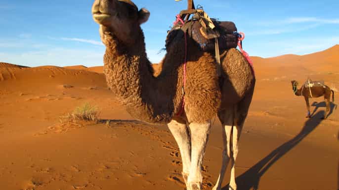 zagora sahara desert overnight trip from ouarzazate