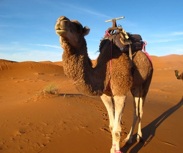 Zagora Sahara Desert Overnight Trip from Ouarzazate
