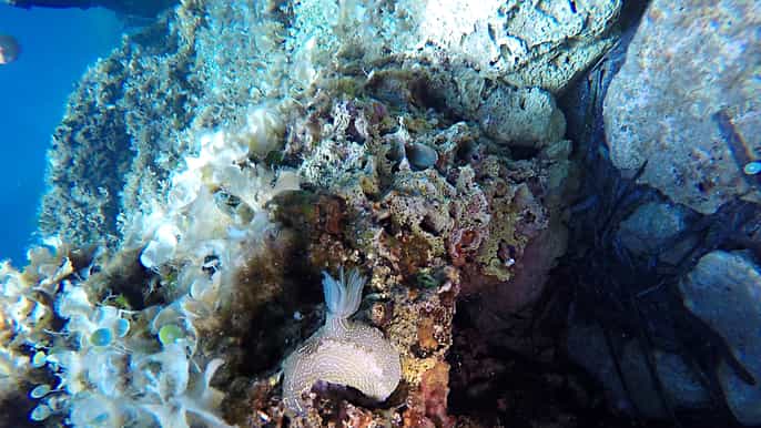 dubrovnik 1day discover scuba diving course