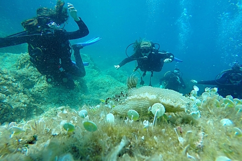 Dubrovnik: Cours de plongée sous-marine Discover d'une journée