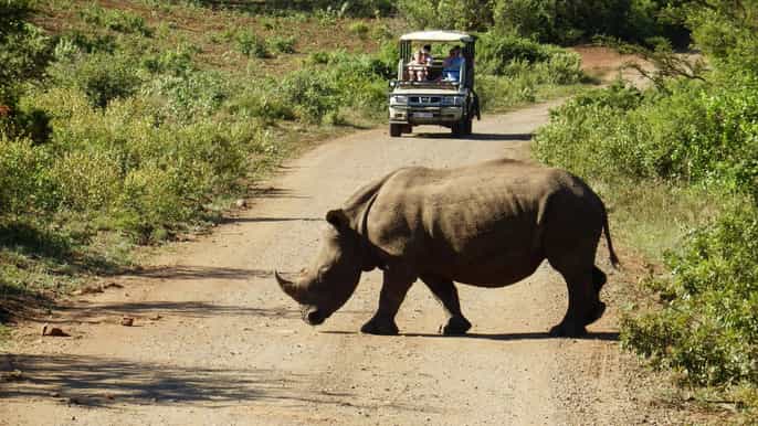 from cape town wildlife safari and winelands tour combo
