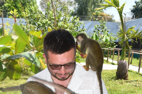 普拉塔港：从泰诺湾/安伯湾出发的猴子之旅和城市之旅普拉塔港：塔伊诺湾/安伯湾的猴子之旅和城市之旅