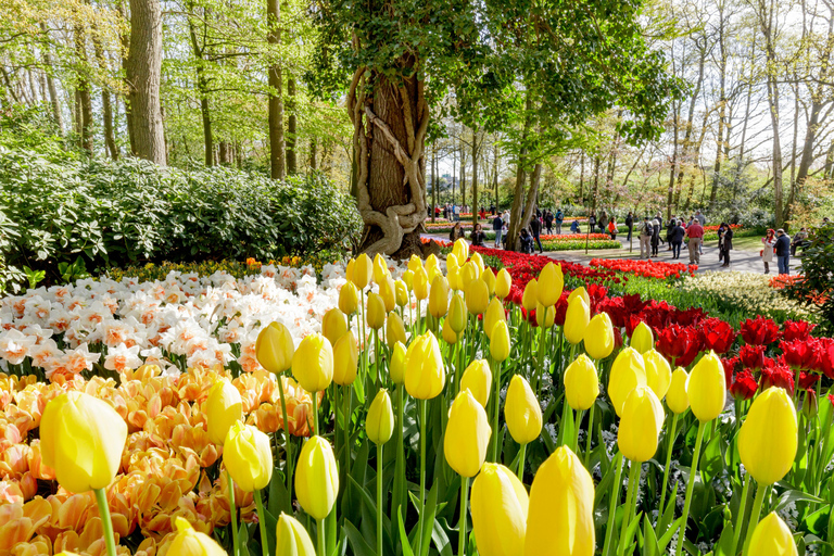 From Amsterdam: Keukenhof Gardens & Tulip Experience Tour Keukenhof Gardens Trip without Canal Tour Voucher