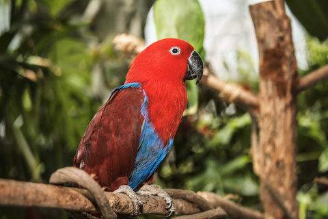 Dubaï : Green Planet, la forêt tropicale unique en intérieur