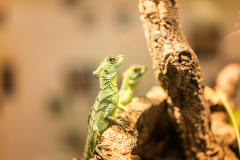 The Green Planet - Dubais einzigartiger Indoor-Regenwald