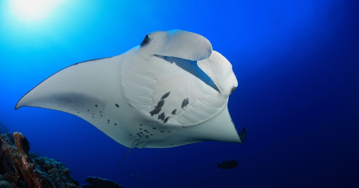 Big Island: Snorkel with Manta Rays - Manta Guarantee | GetYourGuide