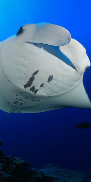 Big Island: Snorkel with Manta Rays - Manta Guarantee | GetYourGuide