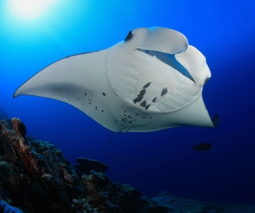 Big Island: Snorkel with Manta Rays - Manta Guarantee